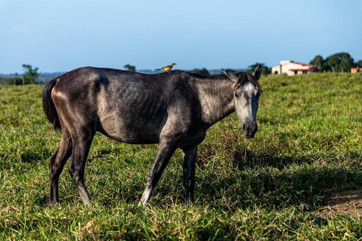 Fazenda Hotel Candeal Conceicao de Jacuipe Kültér fotó